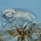A tardigrade seen under a microscope